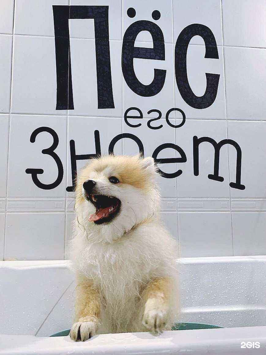 Отзывы на компанию Пёс его знает в Самаре c фото