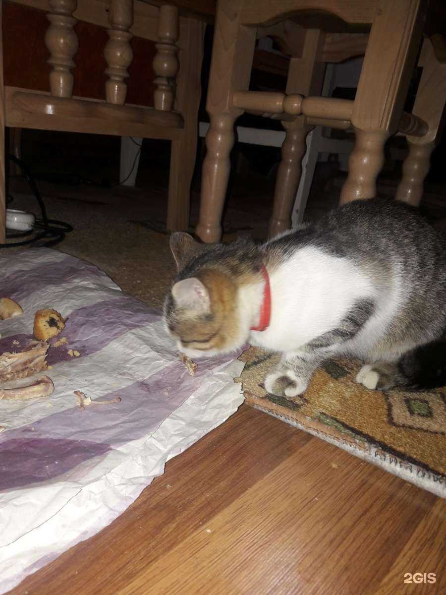 Отзывы на компанию Ветеринарный кабинет в г. Дербент c фото