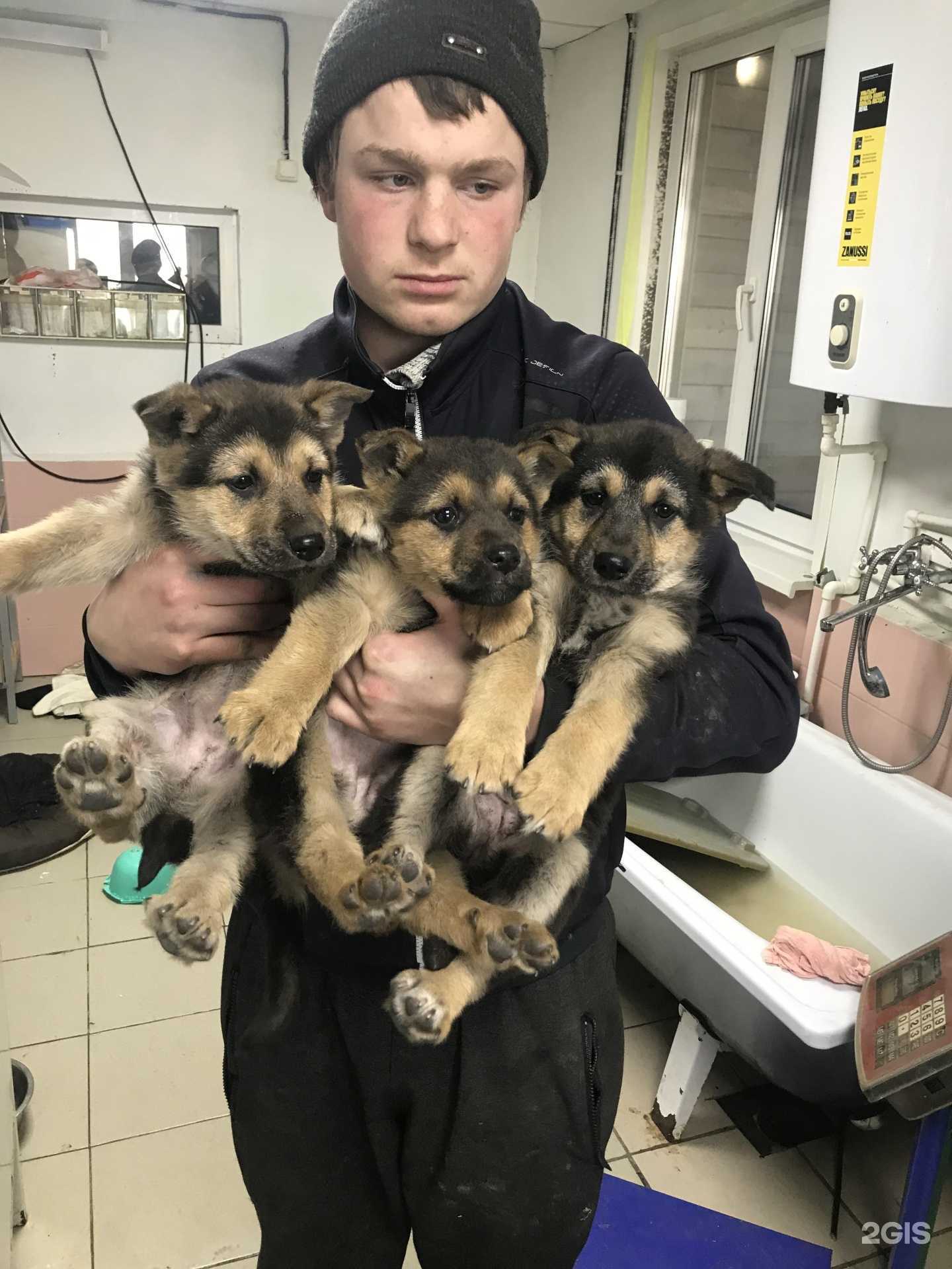 Отзывы на компанию Каштанкин дом в Абакане c фото