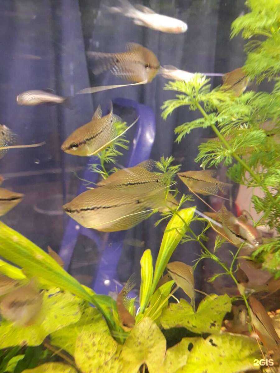 Отзывы на компанию Аквариумный мир в Ульяновске c фото