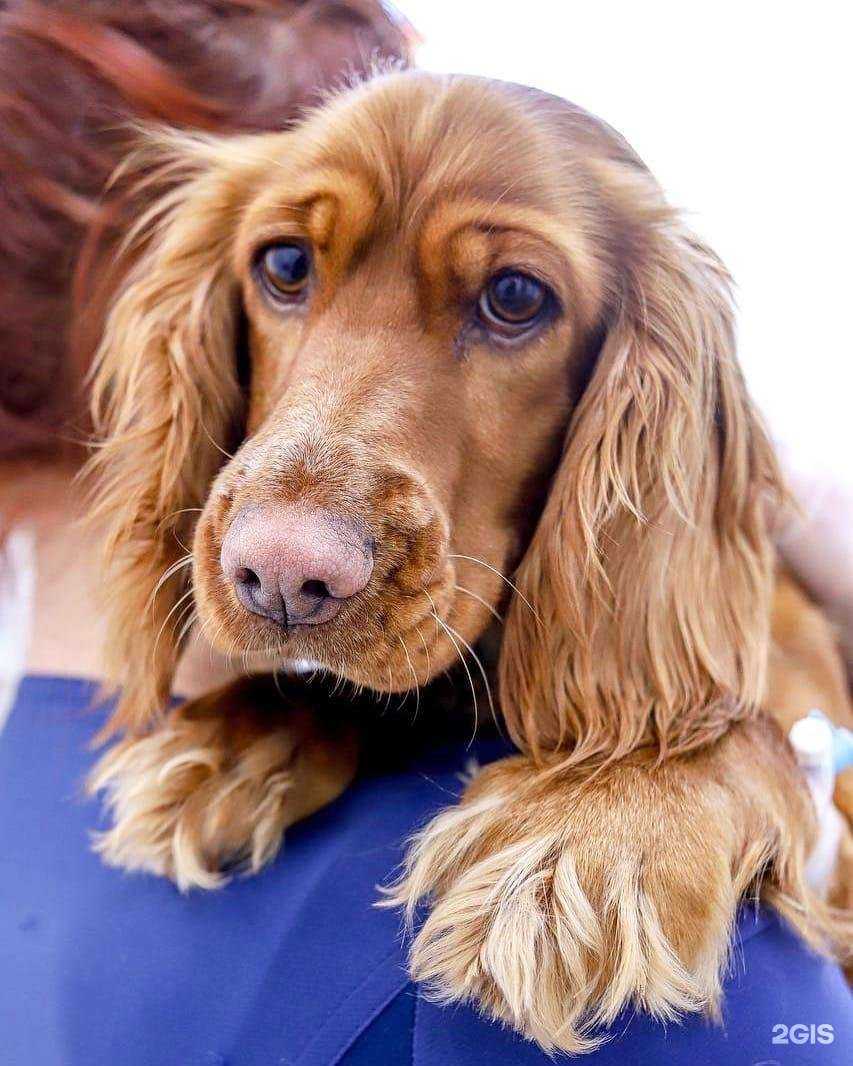 Отзывы на компанию Ветеринарный лазарет в Липецке c фото