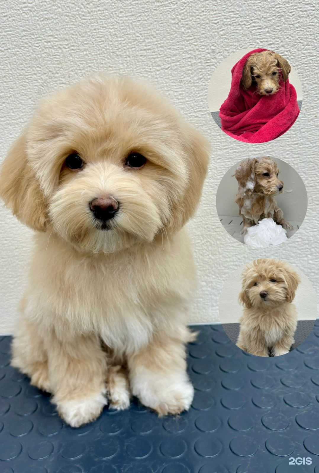 Отзывы на компанию Делия в г. Кемерово c фото