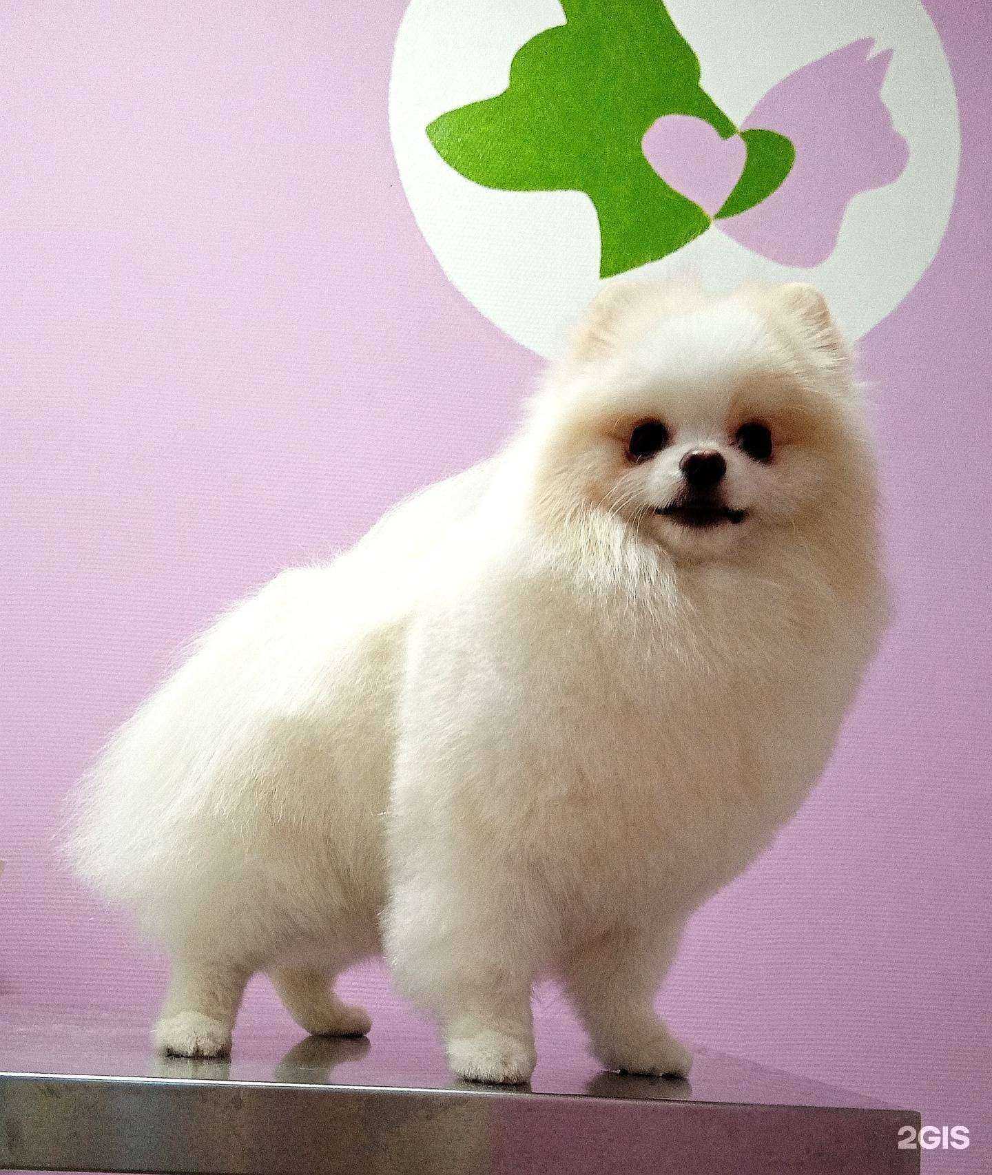 Отзывы на компанию Pet wellness центр в г. Новокузнецк c фото