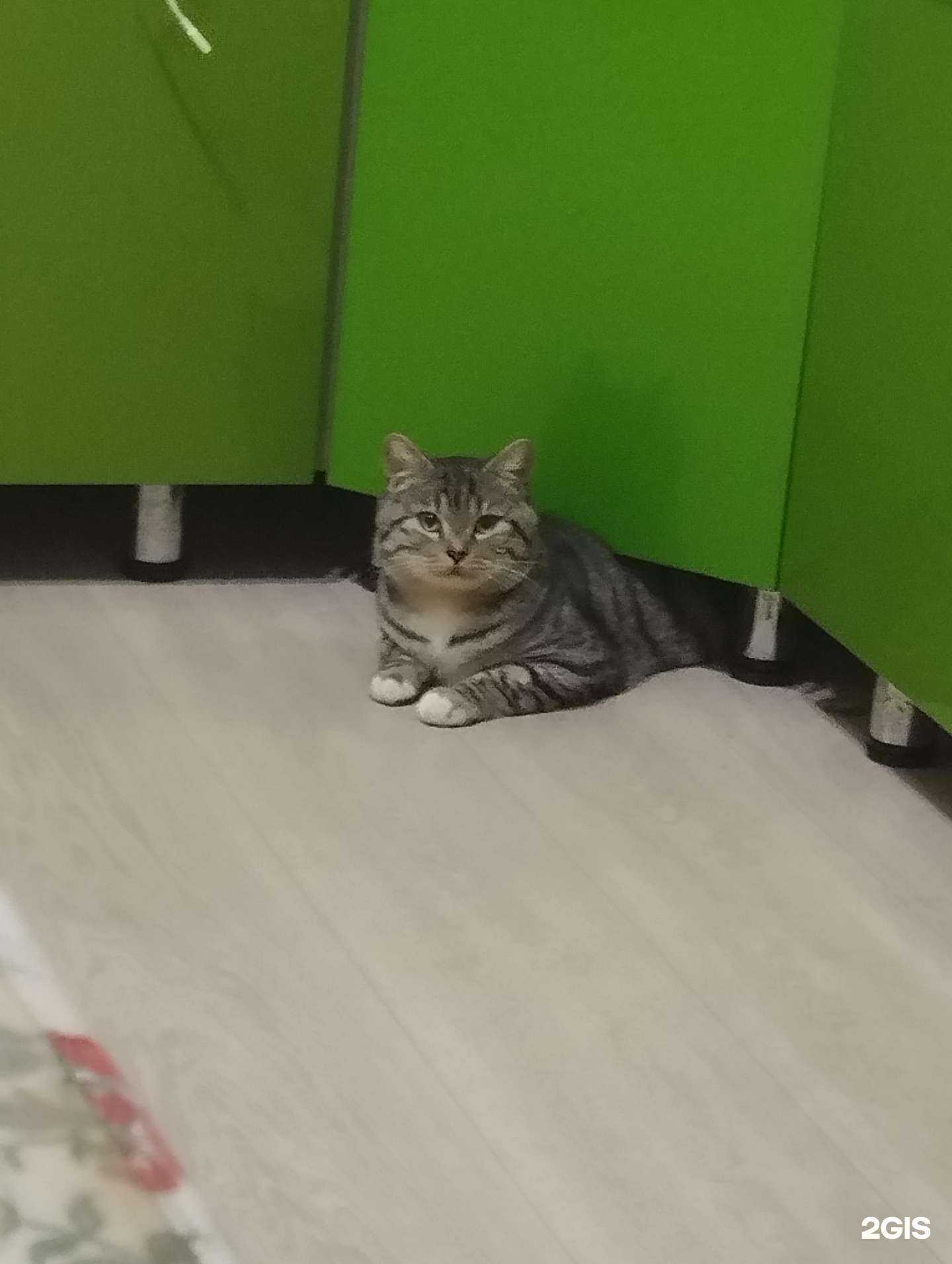 Отзывы на компанию Центр стерилизации животных в Оренбурге c фото