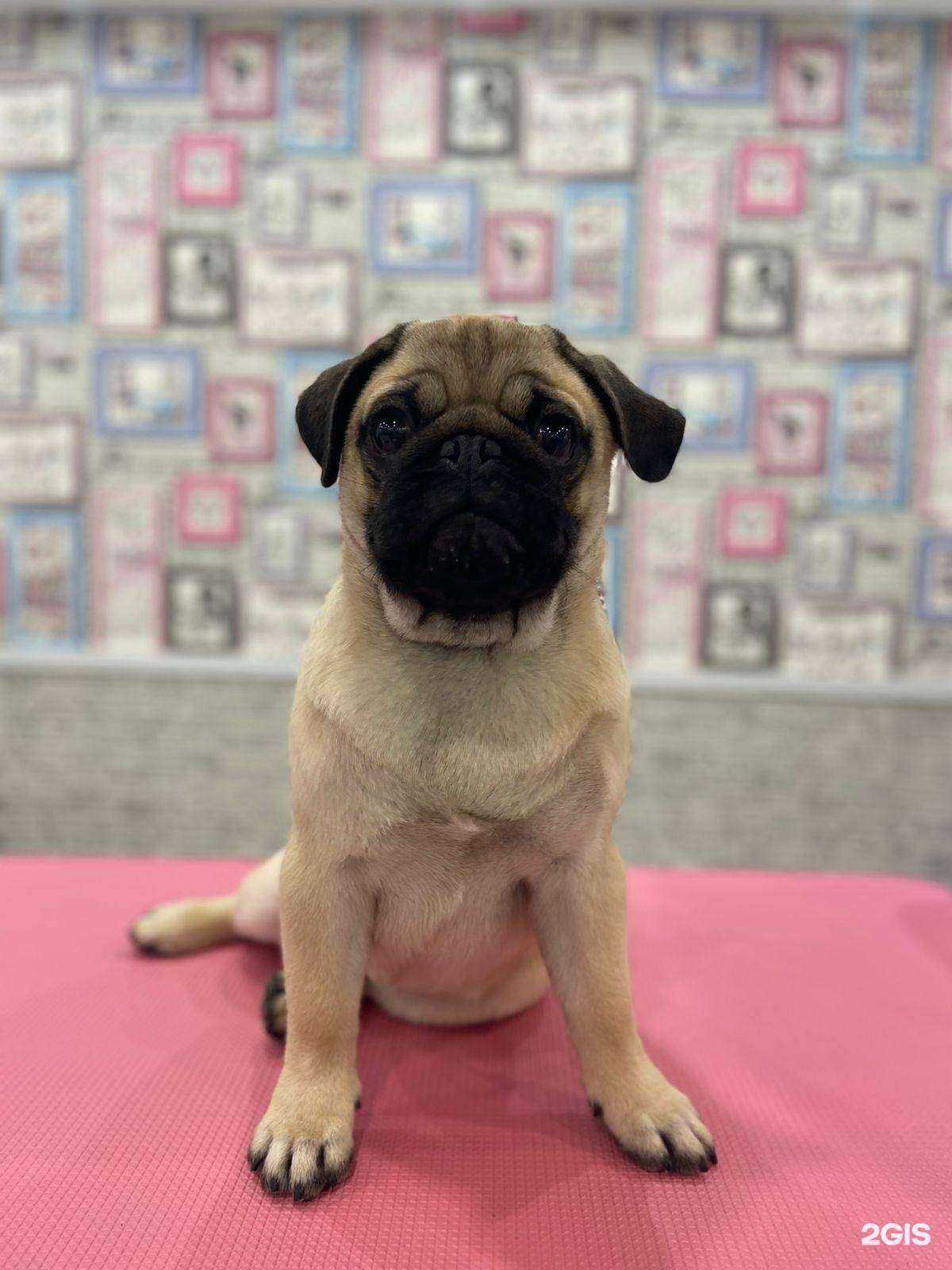 Отзывы на компанию Есения в г. Южно-Сахалинск c фото