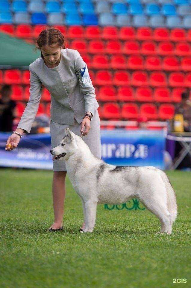 Отзывы на компанию Dog City в Смоленске c фото