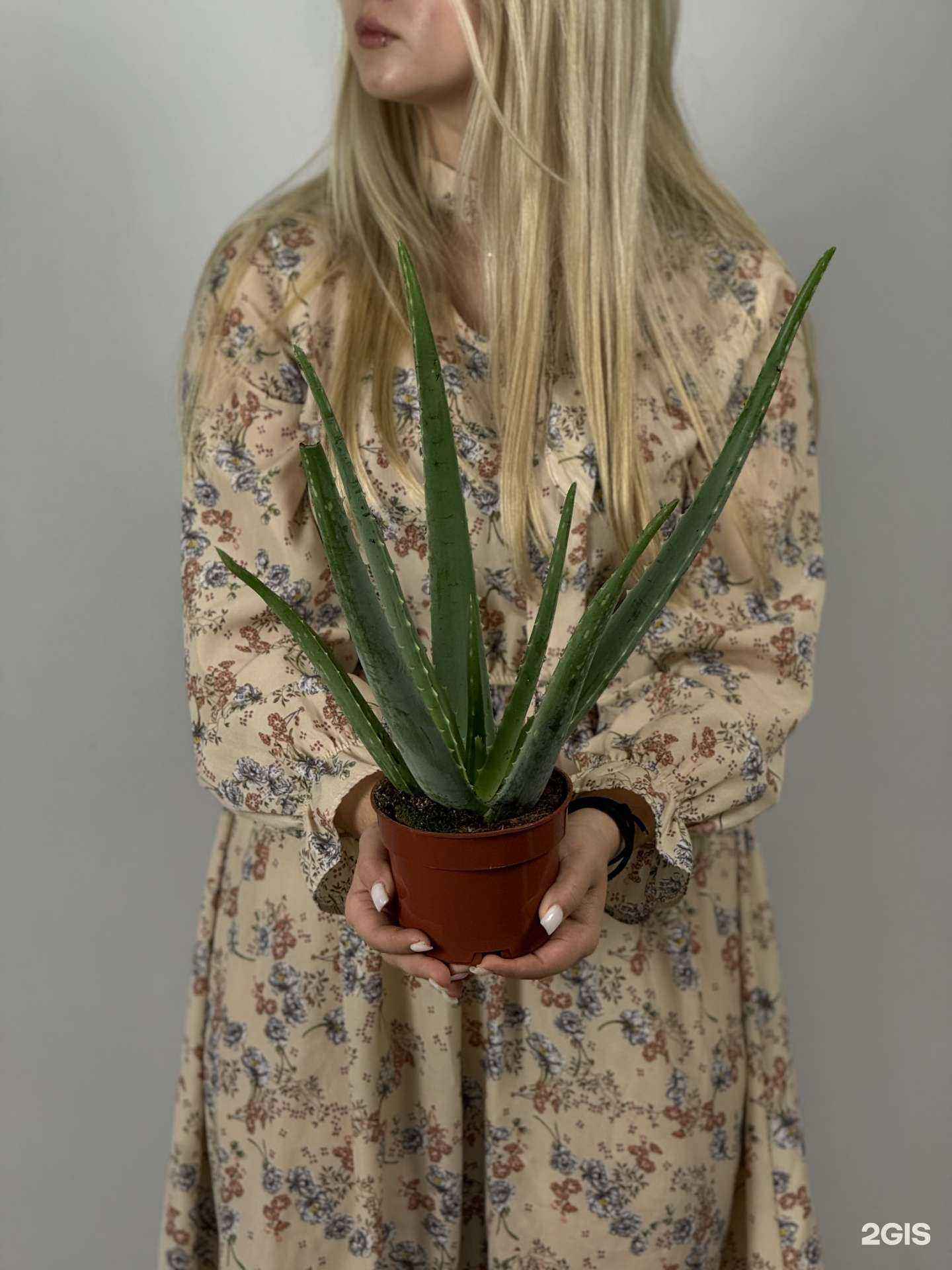 Отзывы на компанию Про Цветы в Новокузнецке c фото