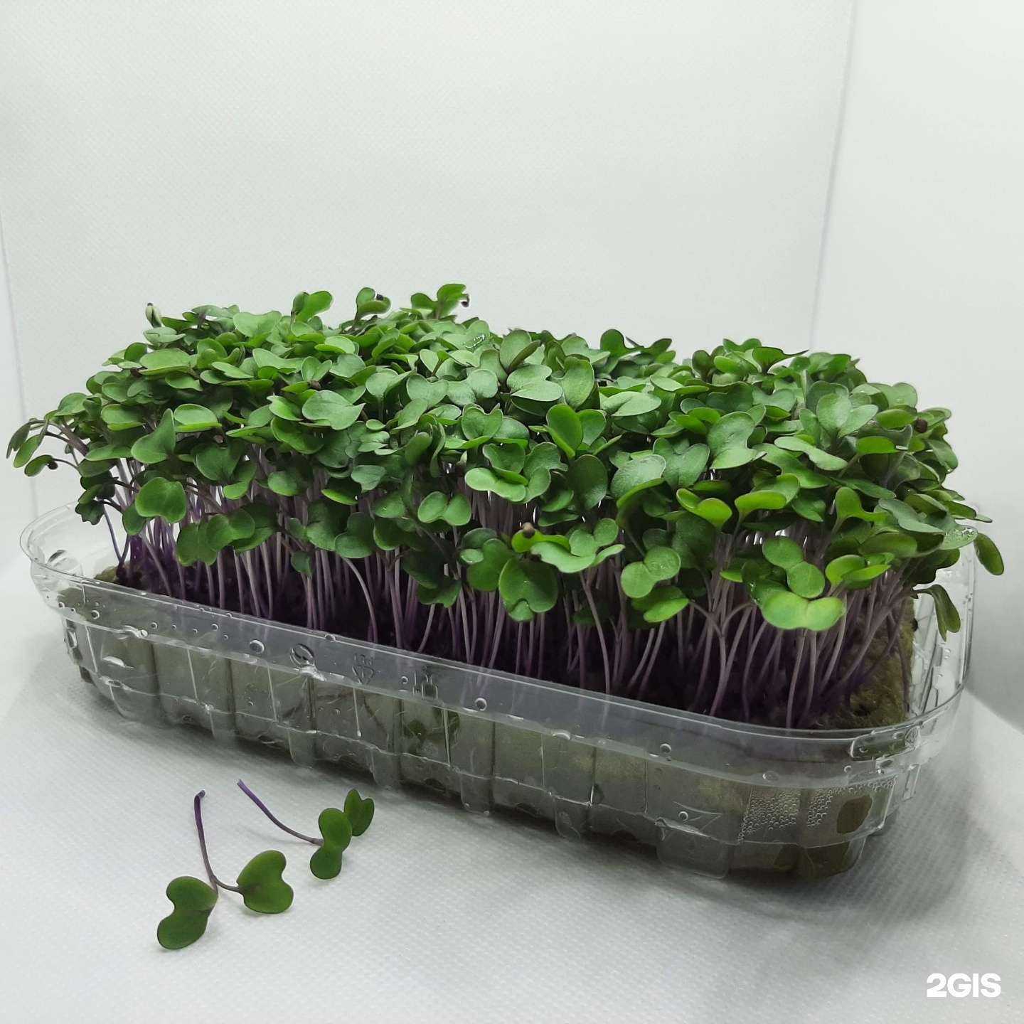 Отзывы на компанию Кладезь витаминов в г. Улан-Удэ c фото