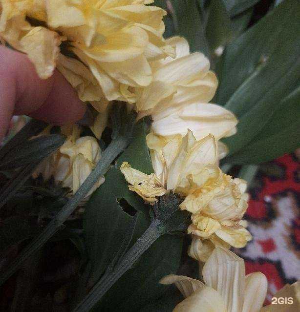 Отзывы на компанию Мир Цветов в Воронеже c фото