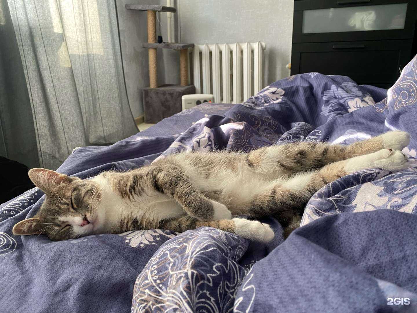 Отзывы на компанию Багира в г. Новосибирск c фото