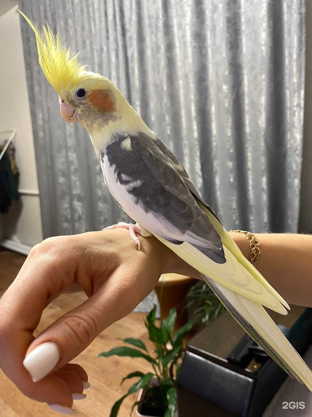 Отзывы на компанию Птичий рай в г. Владивосток c фото