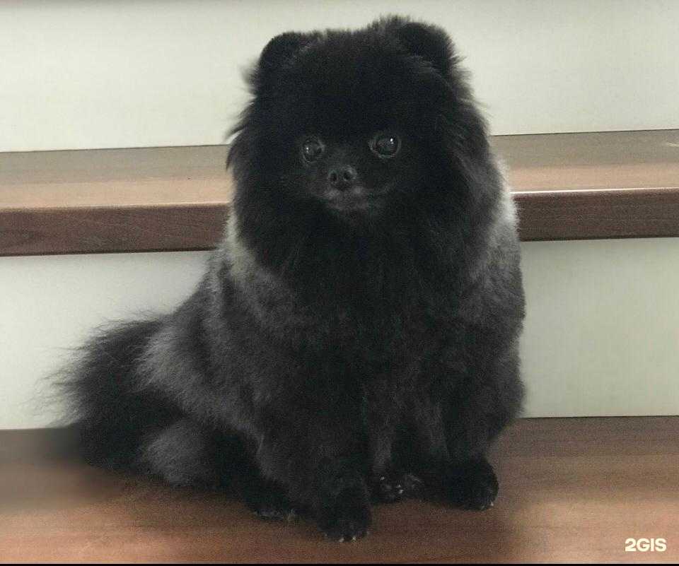 Отзывы на компанию Груминг-салон в Копейске c фото