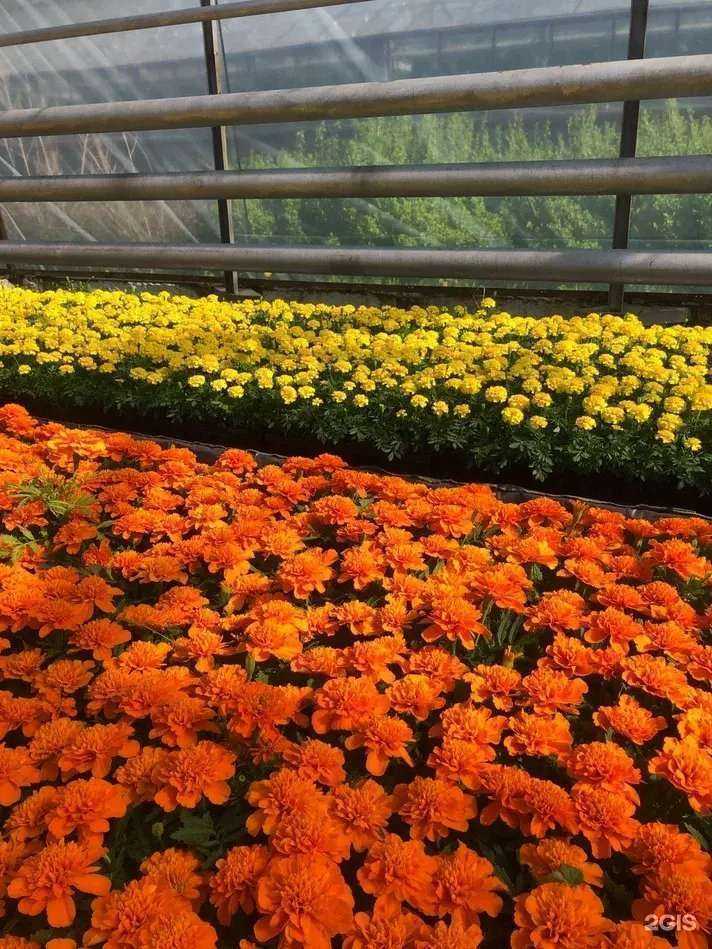 Отзывы на компанию Зелёный город в Перми c фото