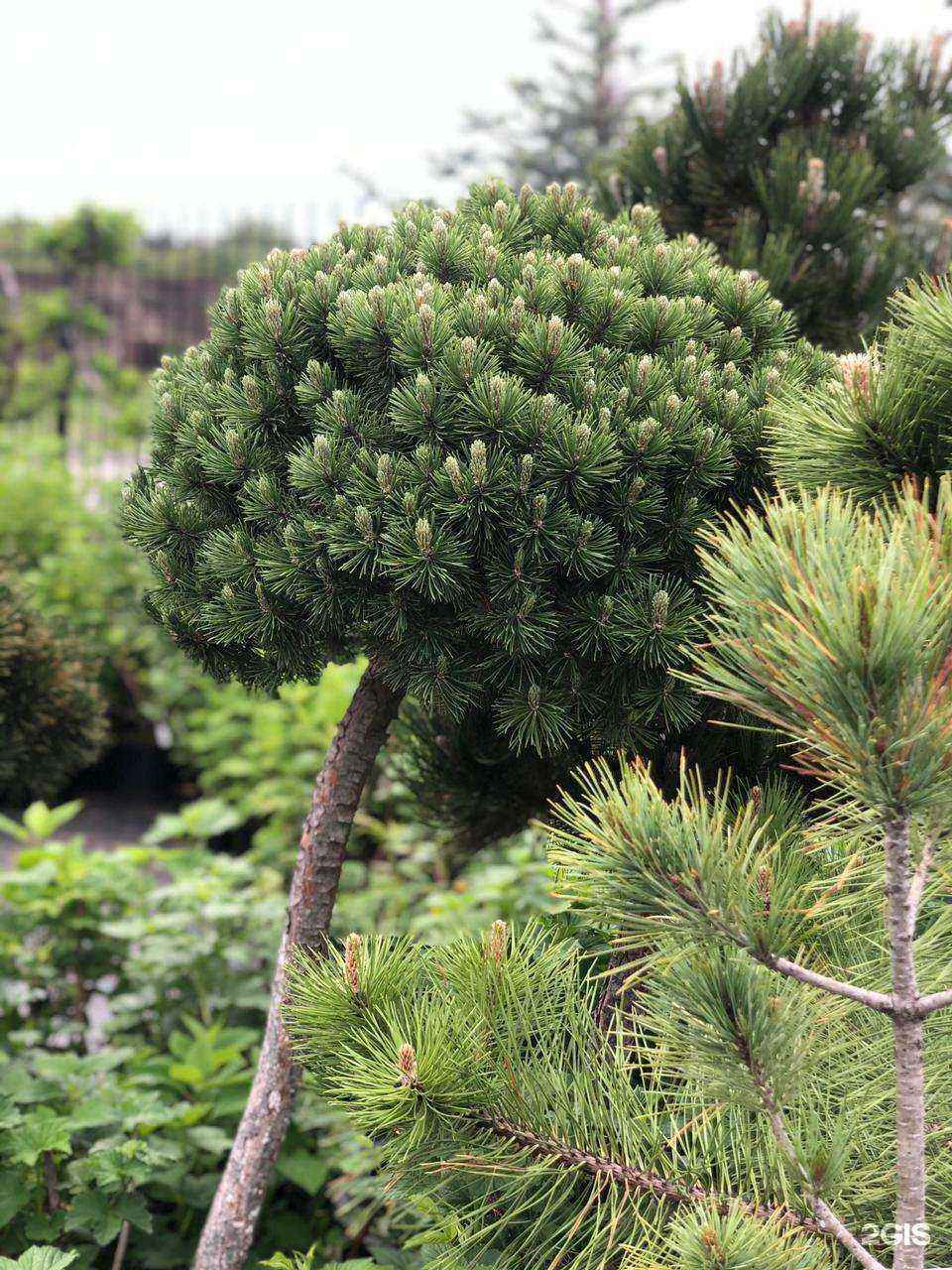 Отзывы на компанию Изумрудный в Воронеже c фото