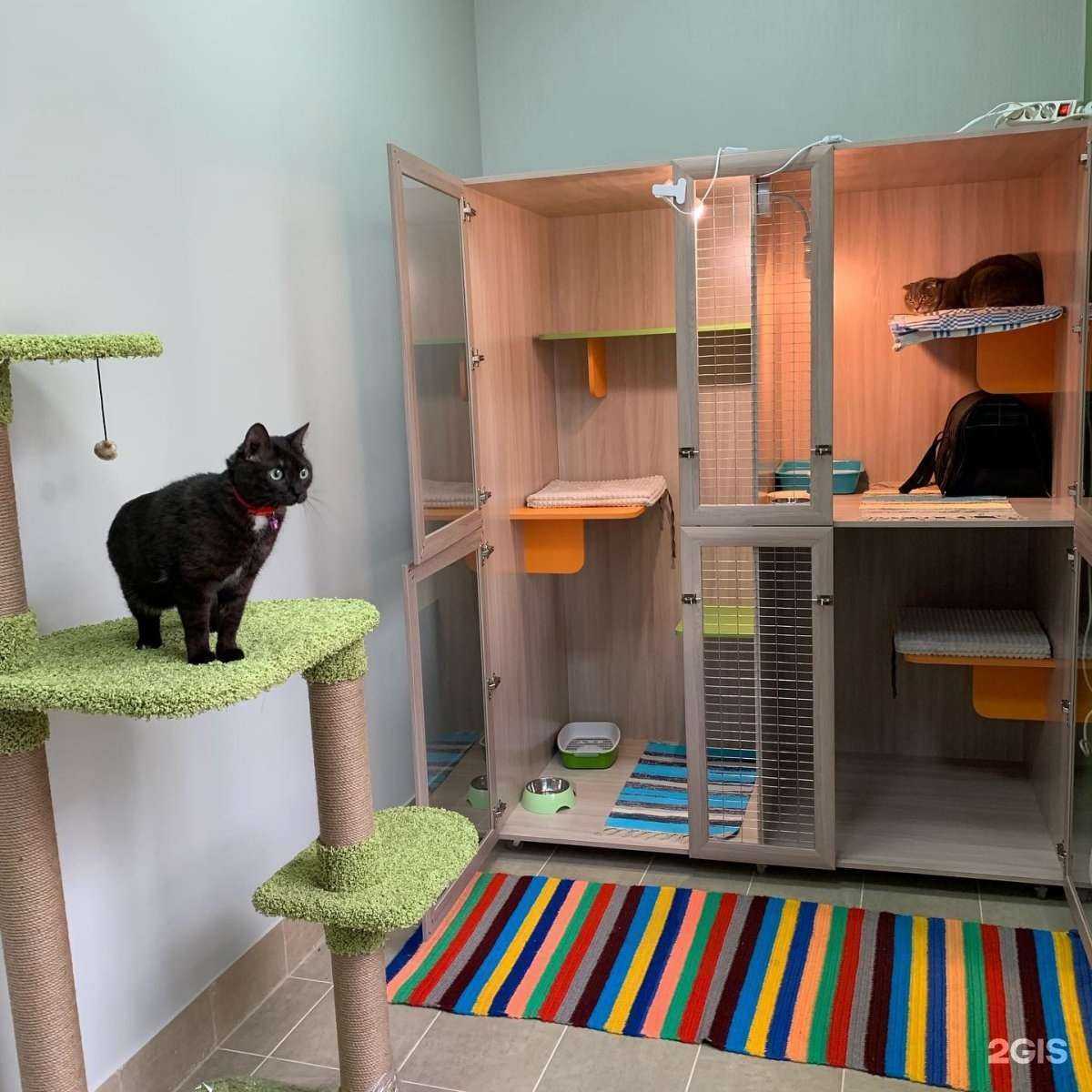 Отзывы на компанию Круглый кот в Красноярске c фото