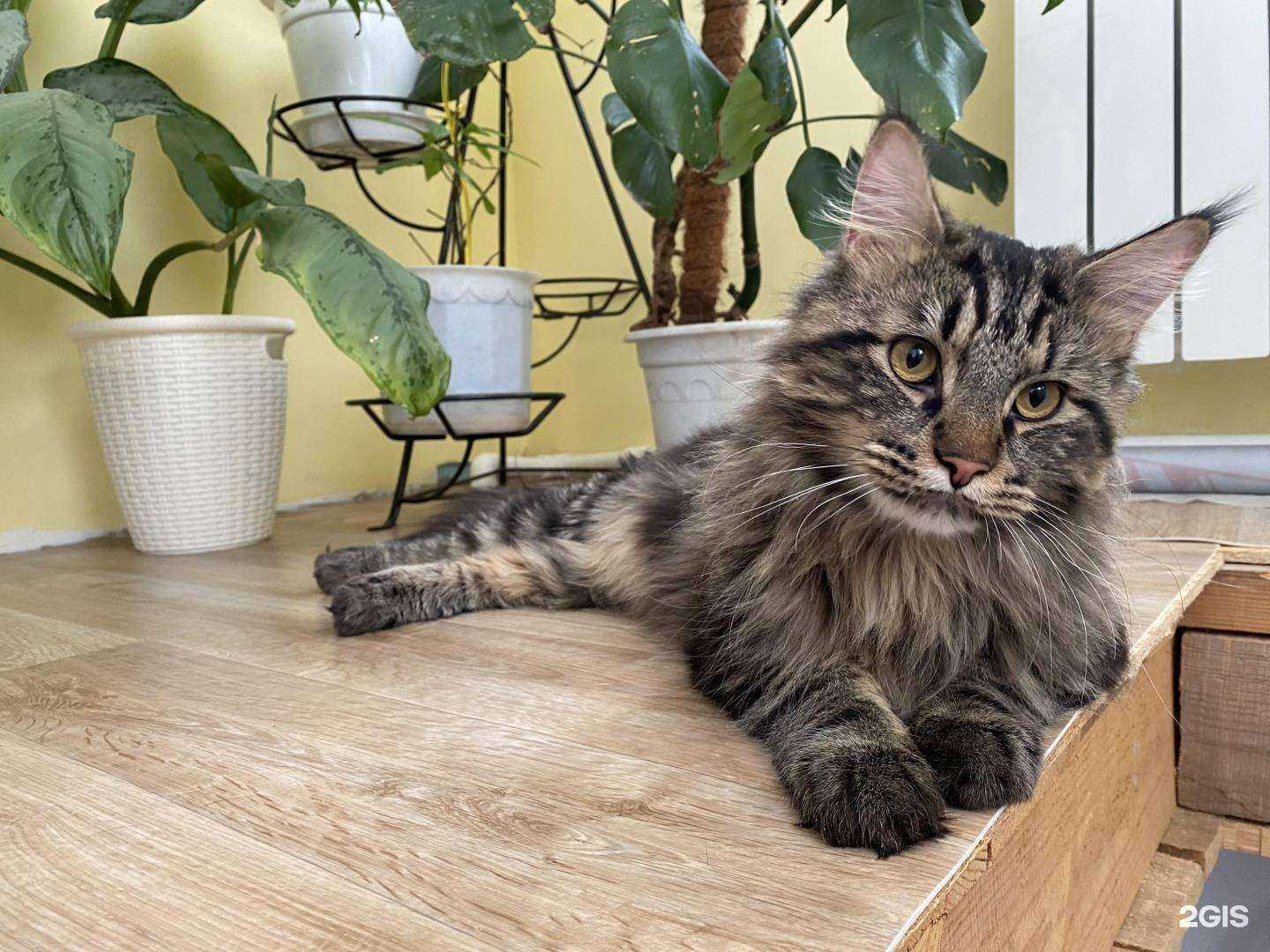 Отзывы на компанию Кот и пёс в Ялуторовске c фото