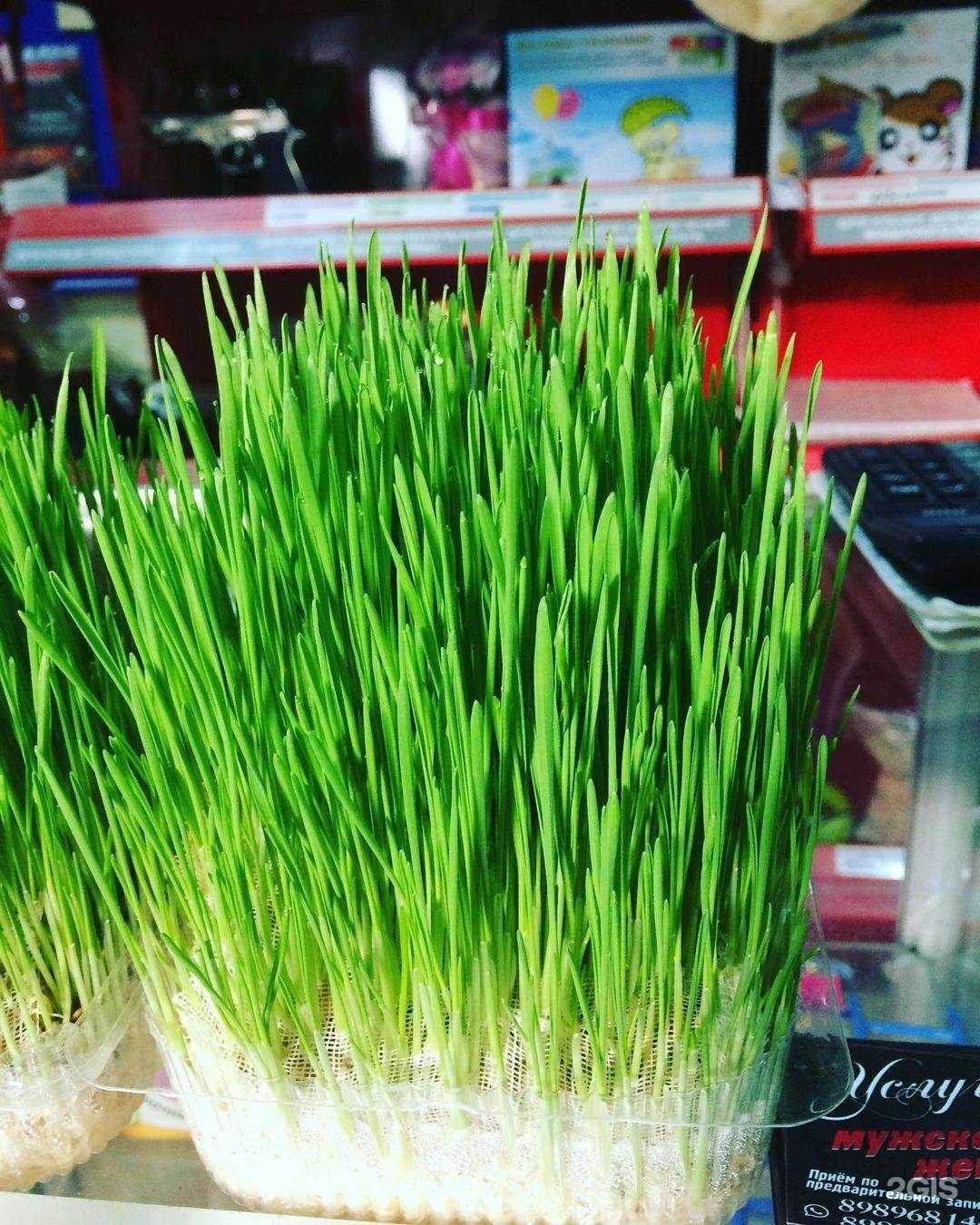 Отзывы на компанию Тропики в Махачкале c фото