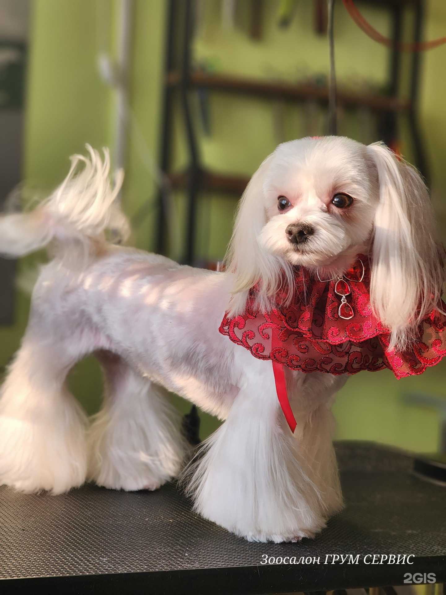 Отзывы на компанию Грум сервис в Чите c фото