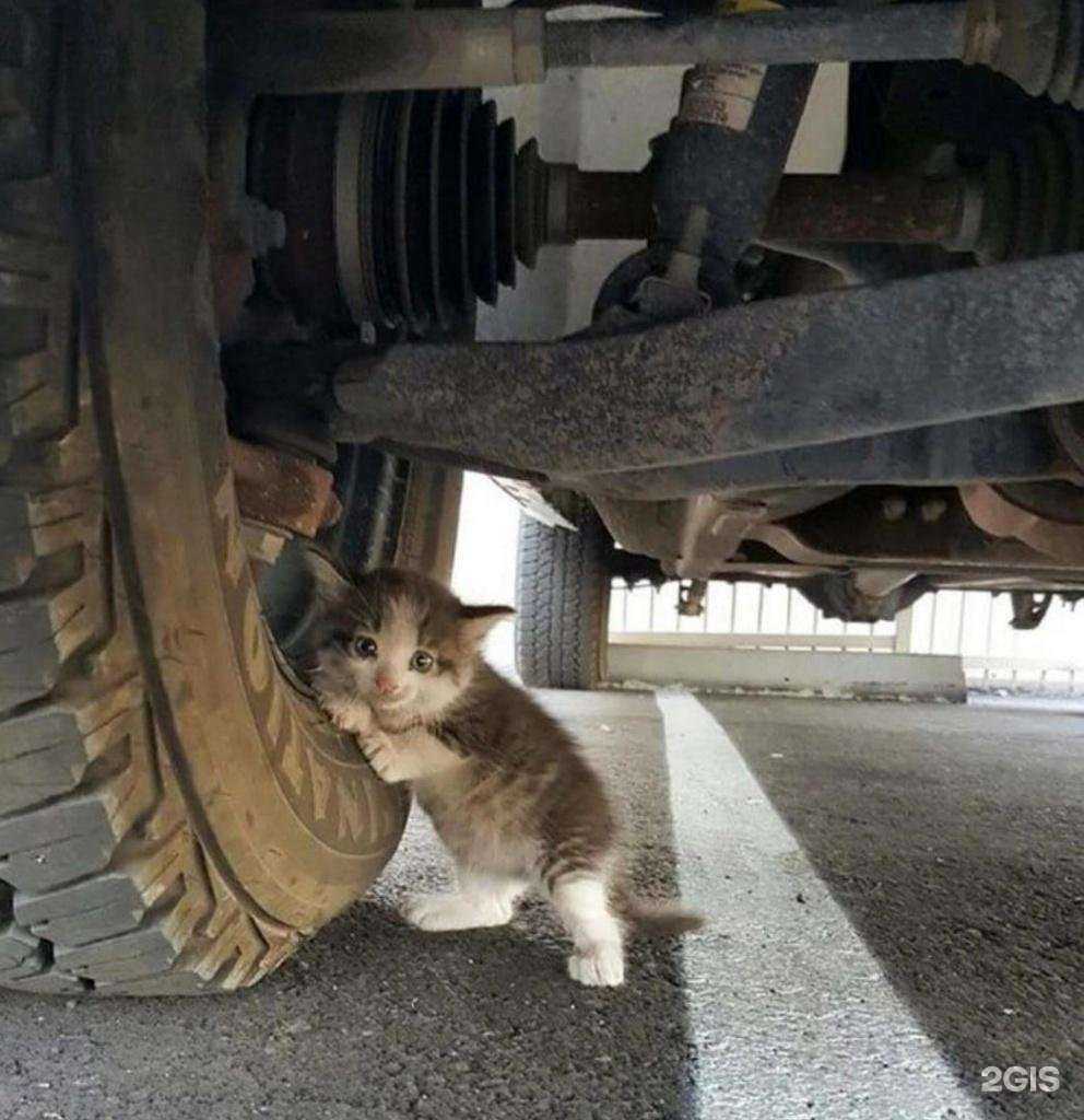 Отзывы на компанию Районная станция по борьбе с болезнями животных по Удмуртской Республике в Глазове c фото