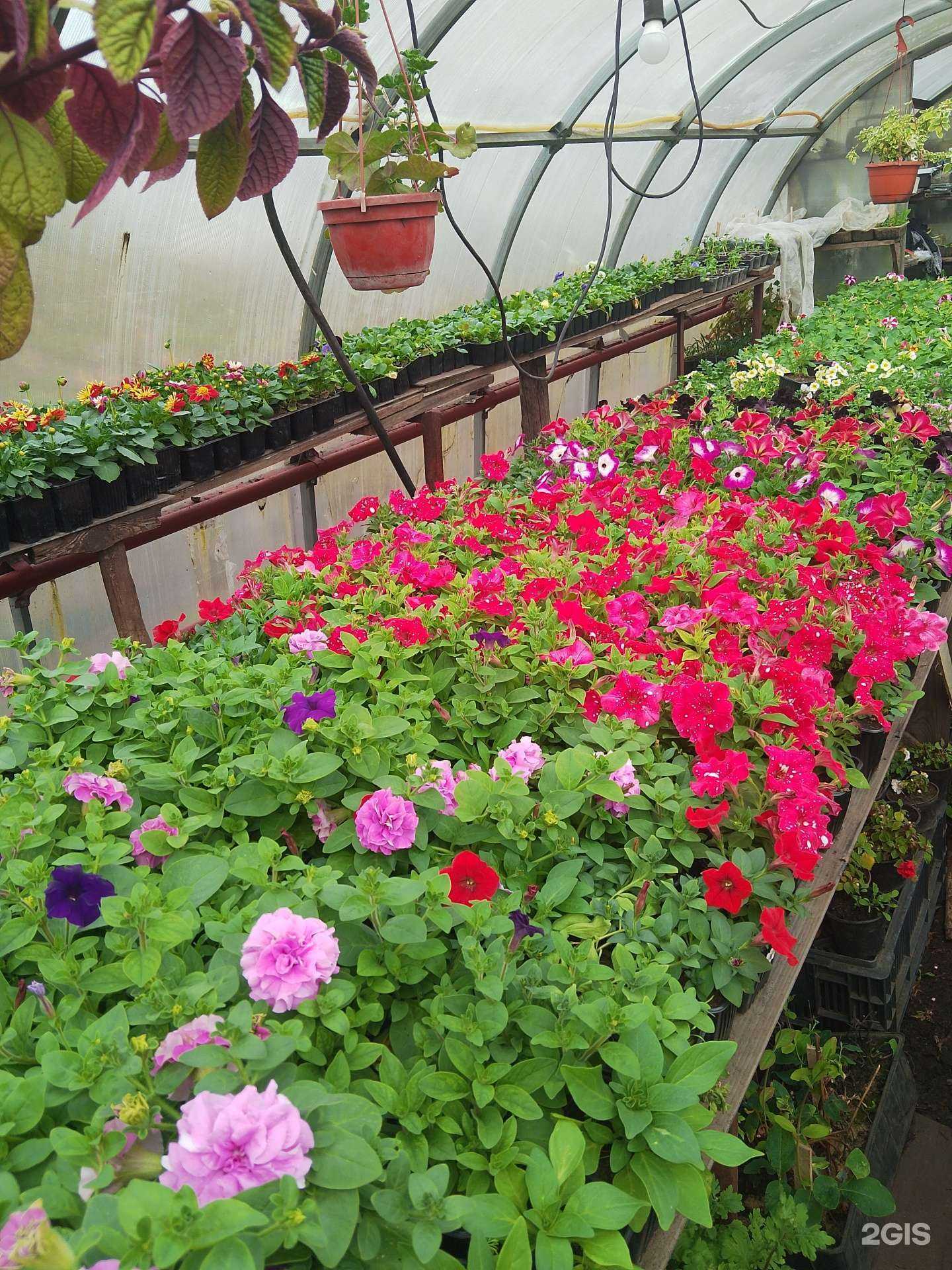 Отзывы на компанию Елена в Липецке c фото