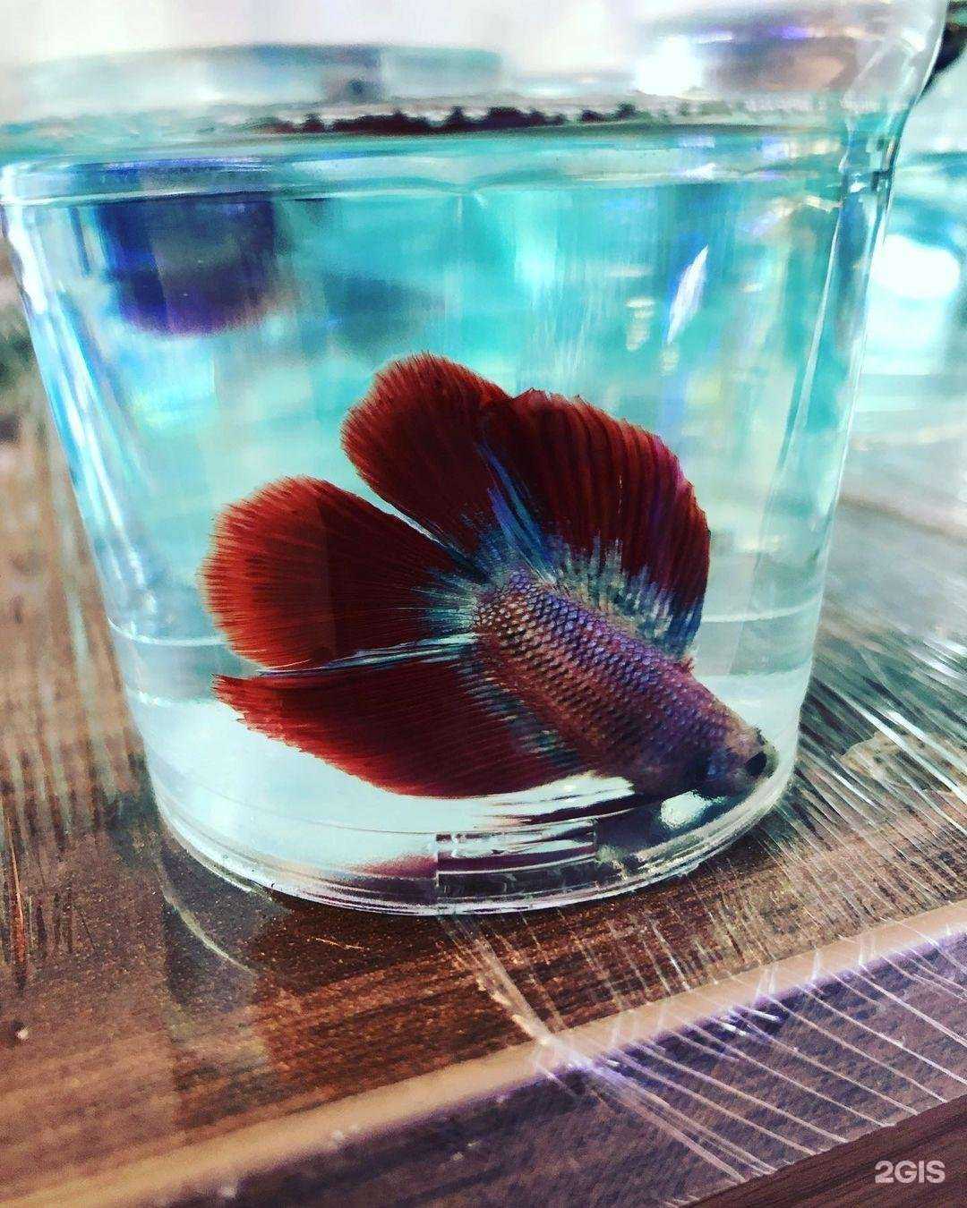 Отзывы на компанию Магазин по продаже морской и пресноводной аквариумистики в г. Калининград c фото