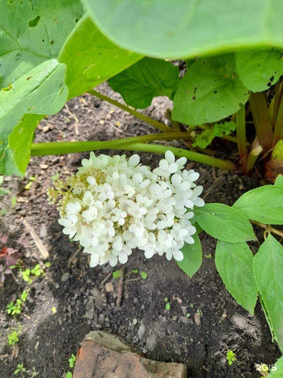 Отзывы на компанию Сибирский сад в Новосибирске c фото