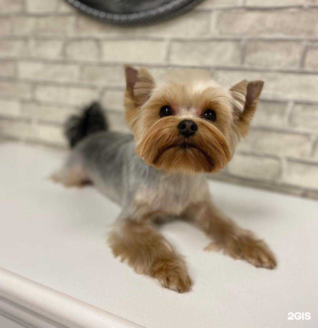 Отзывы на компанию Грум арт в Томске c фото