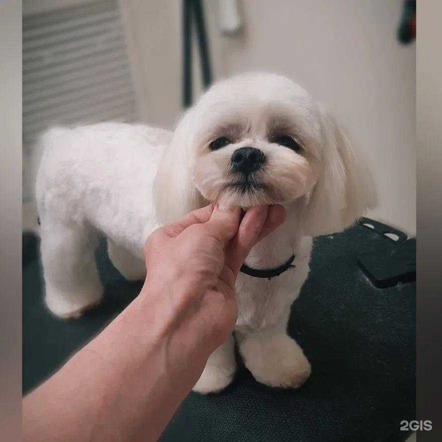 Отзывы на компанию Mr. Хвост в Балакове c фото