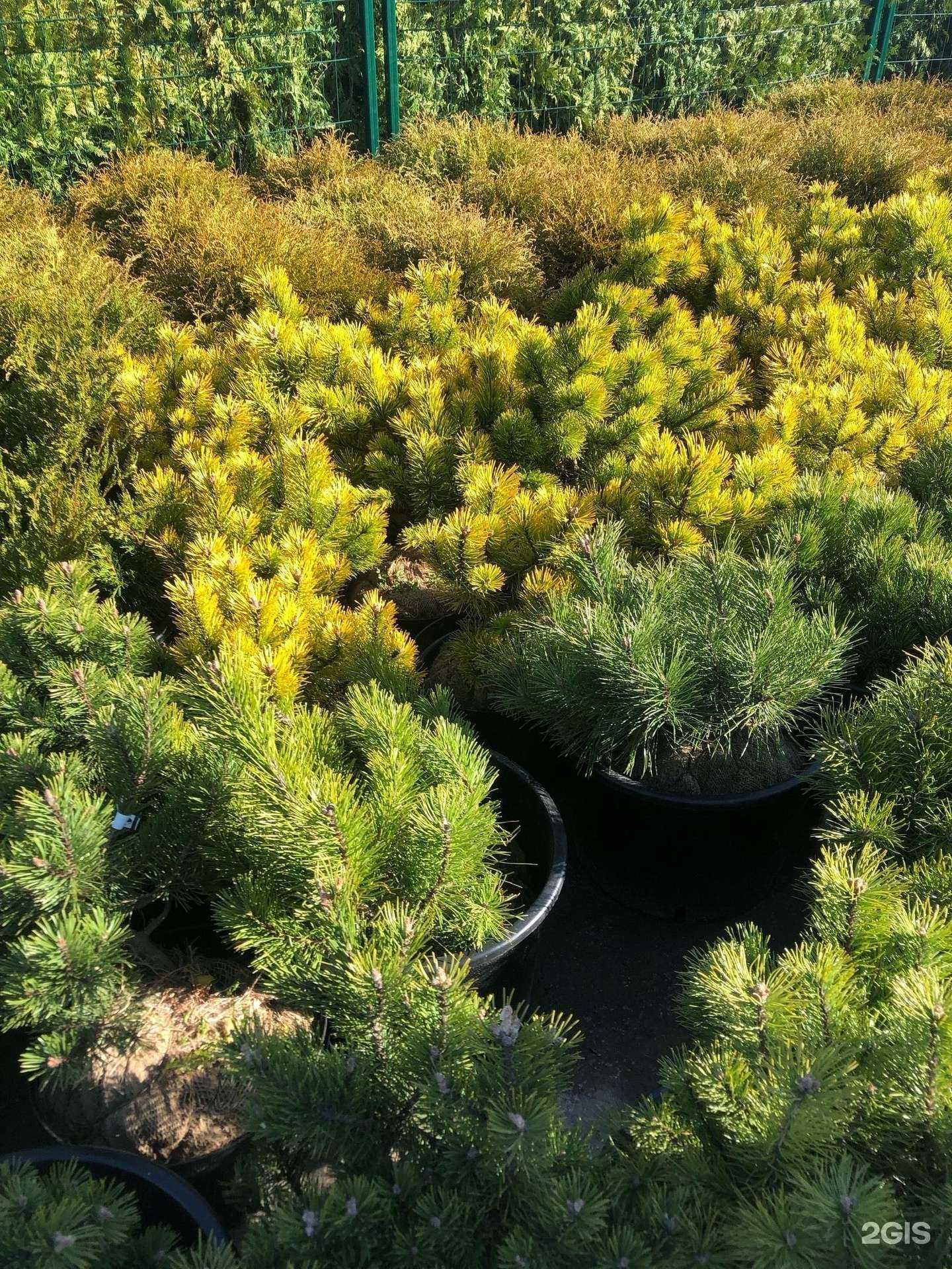 Отзывы на компанию Зеленый горизонт в Перми c фото