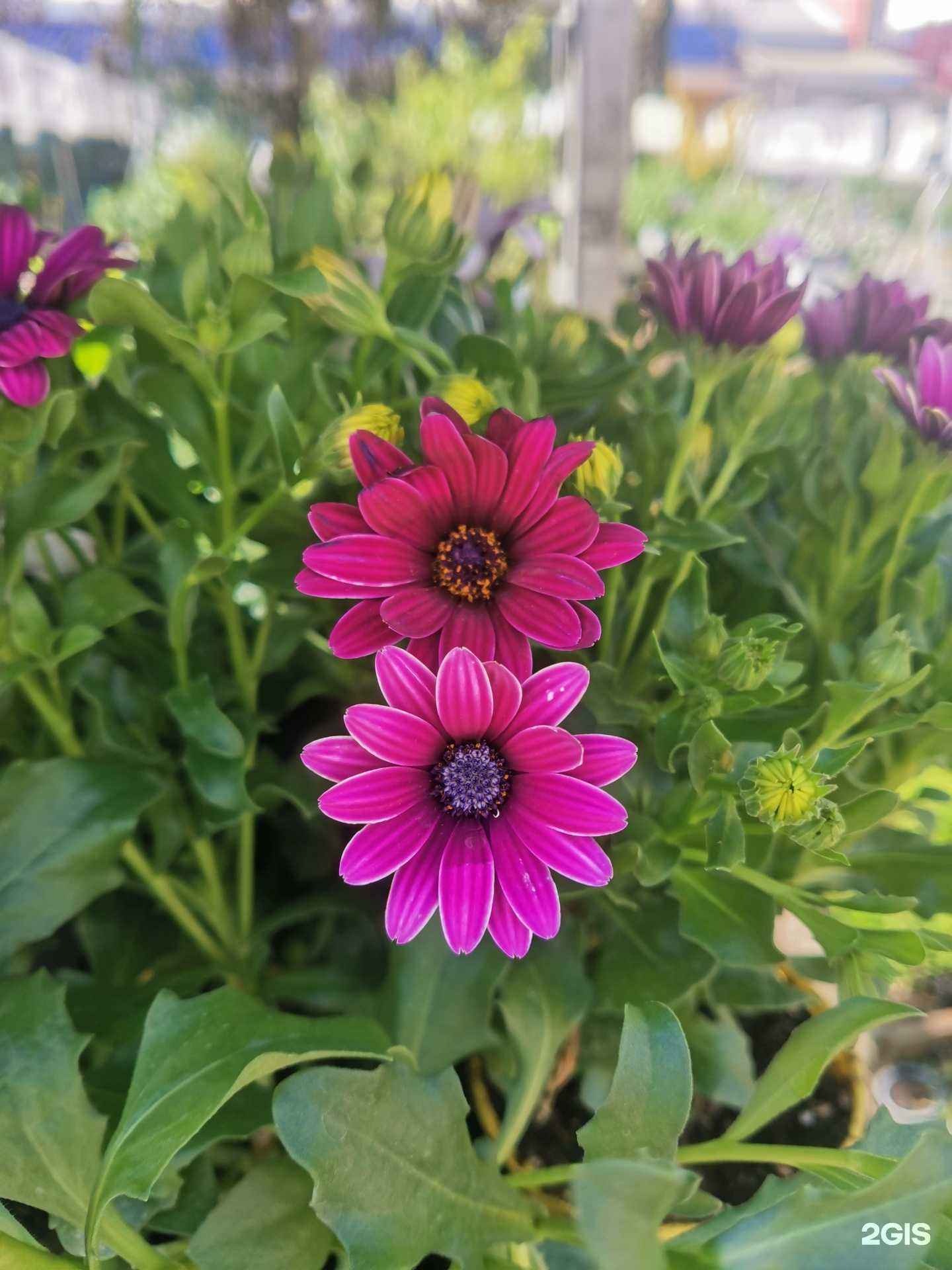 Отзывы на компанию Сад-Огород в Иванове c фото