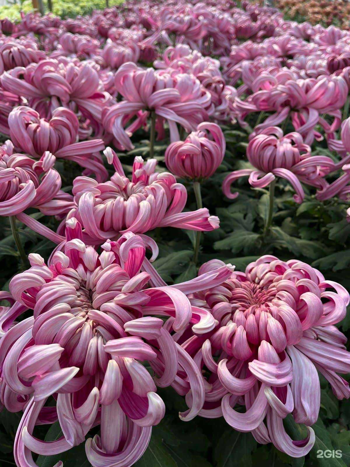 Отзывы на компанию ES Flowers в Ставрополе c фото