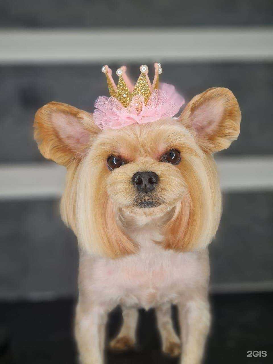 Отзывы на компанию Леди Грум в г. Новосибирск c фото