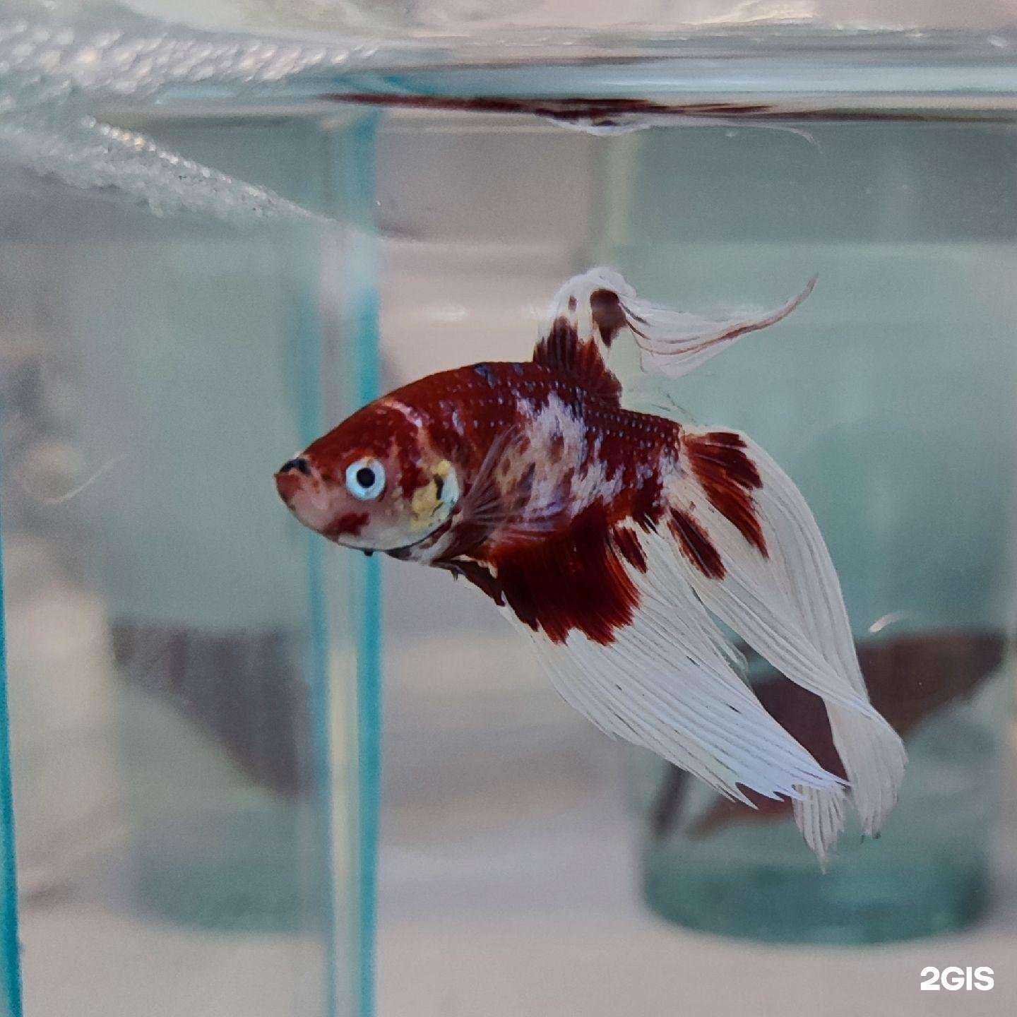 Отзывы на компанию Хэппилай в Пензе c фото