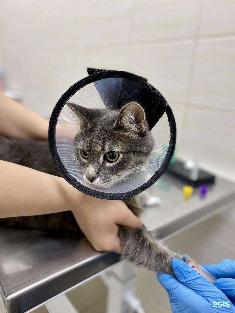 Отзывы на компанию Мегавет в г. Челябинск c фото