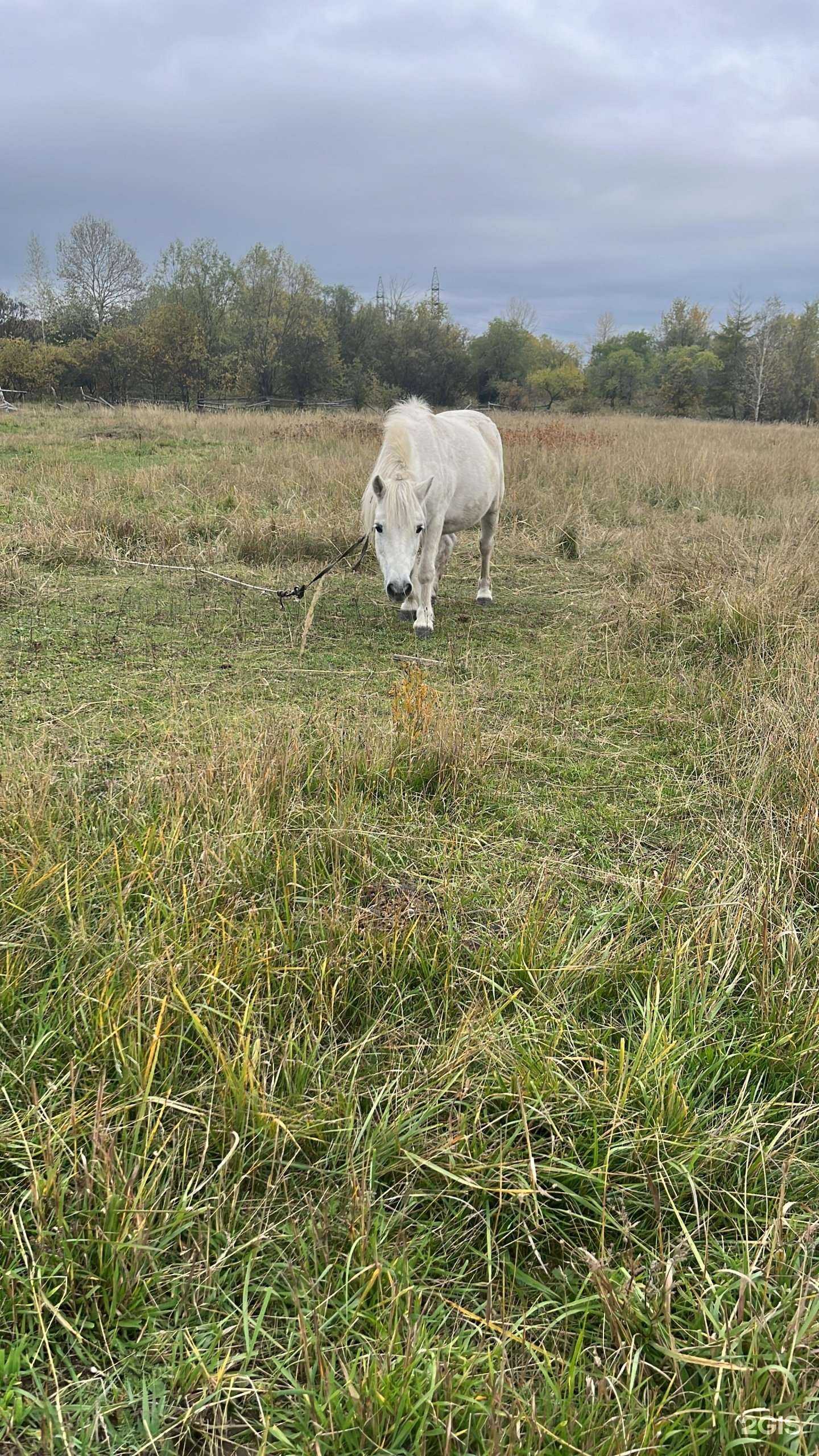 Отзывы на компанию Пегас в Комсомольске-на-Амуре c фото