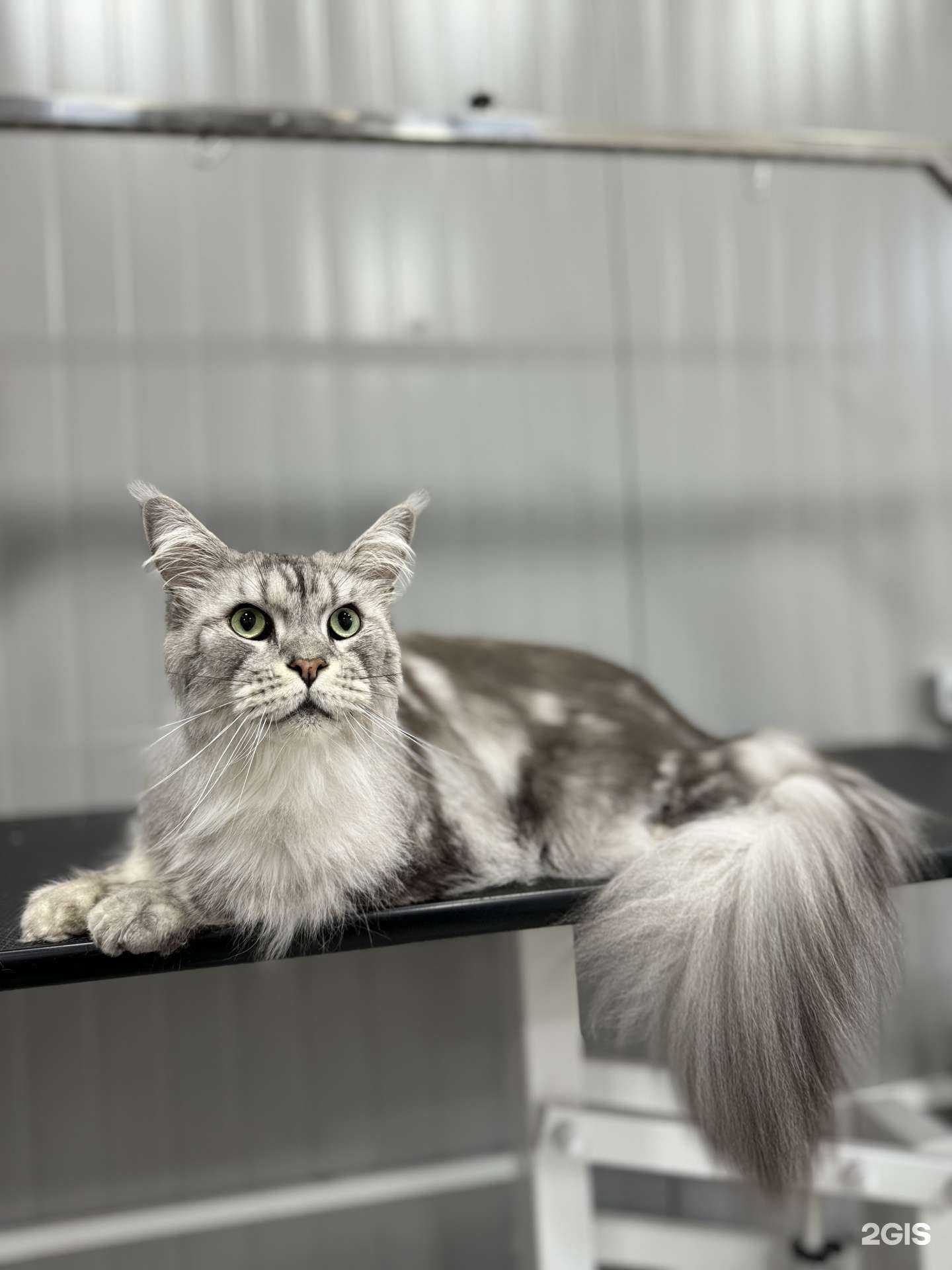 Отзывы на компанию The Pet Care в Калининграде c фото