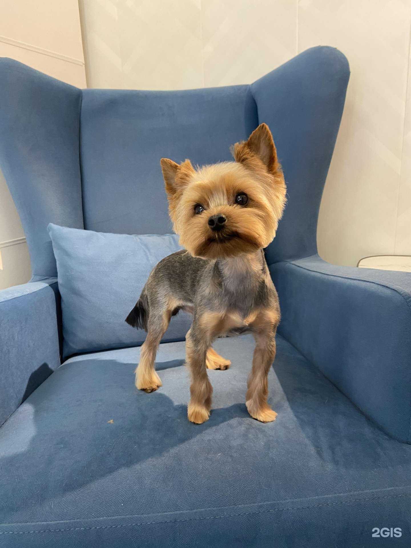 Отзывы на компанию Песик в г. Казань c фото