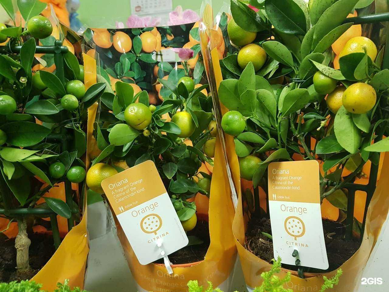 Отзывы на компанию ЭлитБукет67 в Смоленске c фото