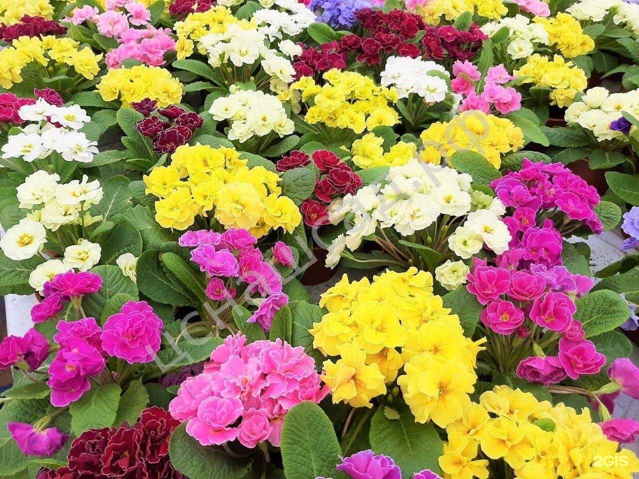 Отзывы на компанию Наш сад, центр садоводства в Новоуральске c фото