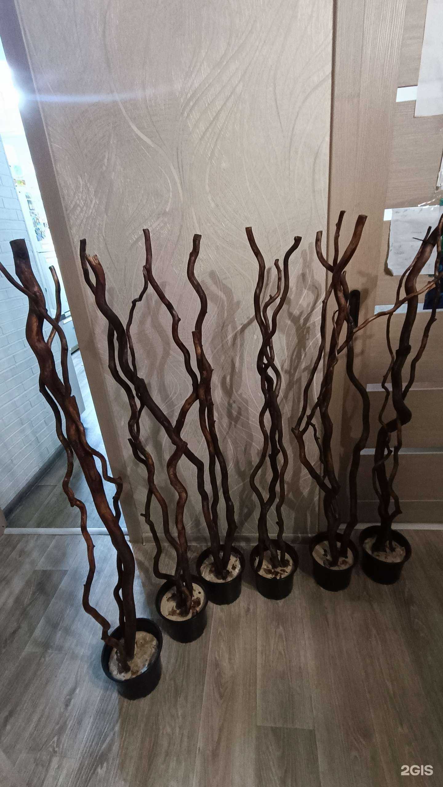 Отзывы на компанию Мастерская растений в г. Астрахань c фото