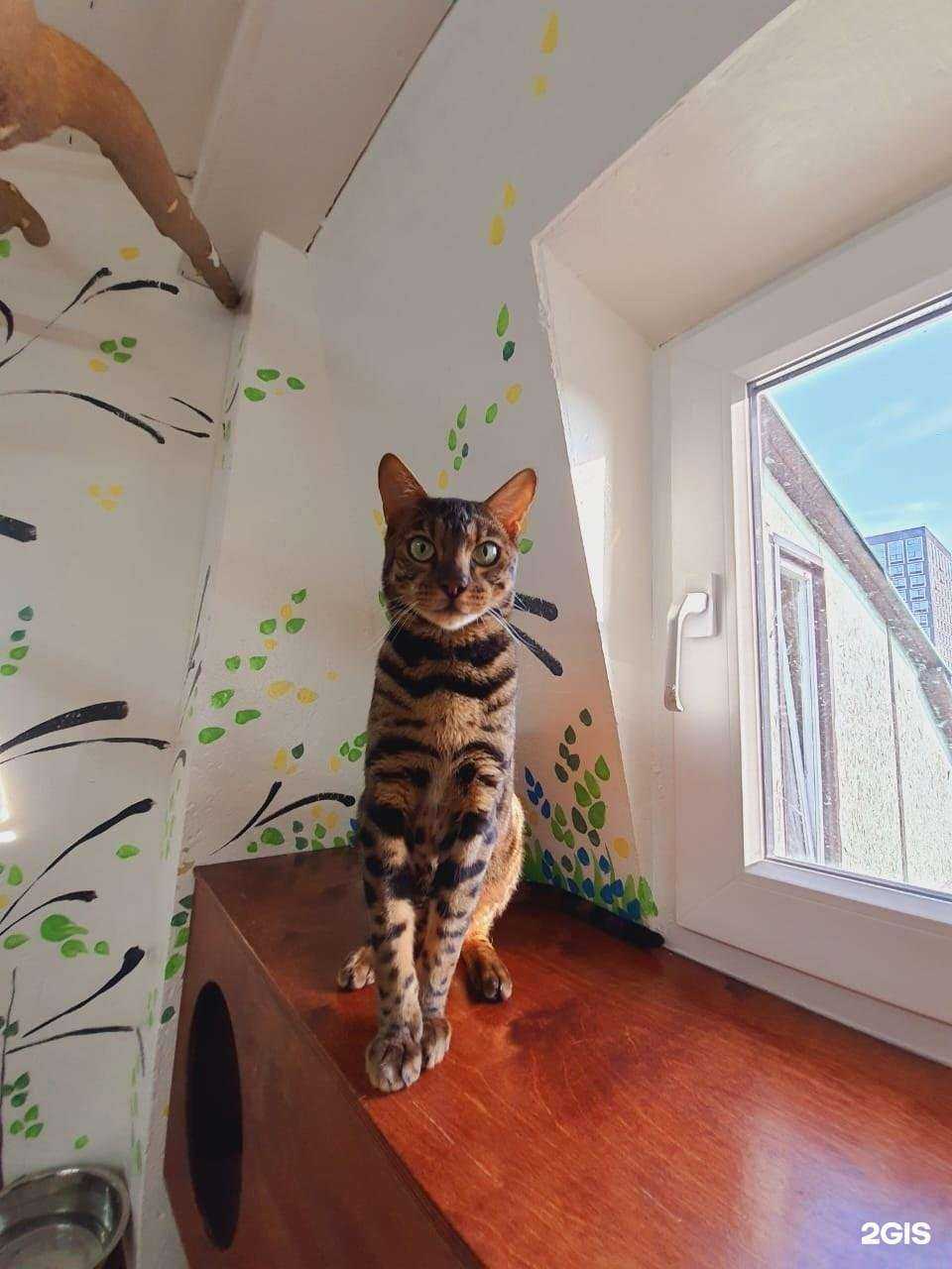 Отзывы на компанию Дай лапу в Екатеринбурге c фото