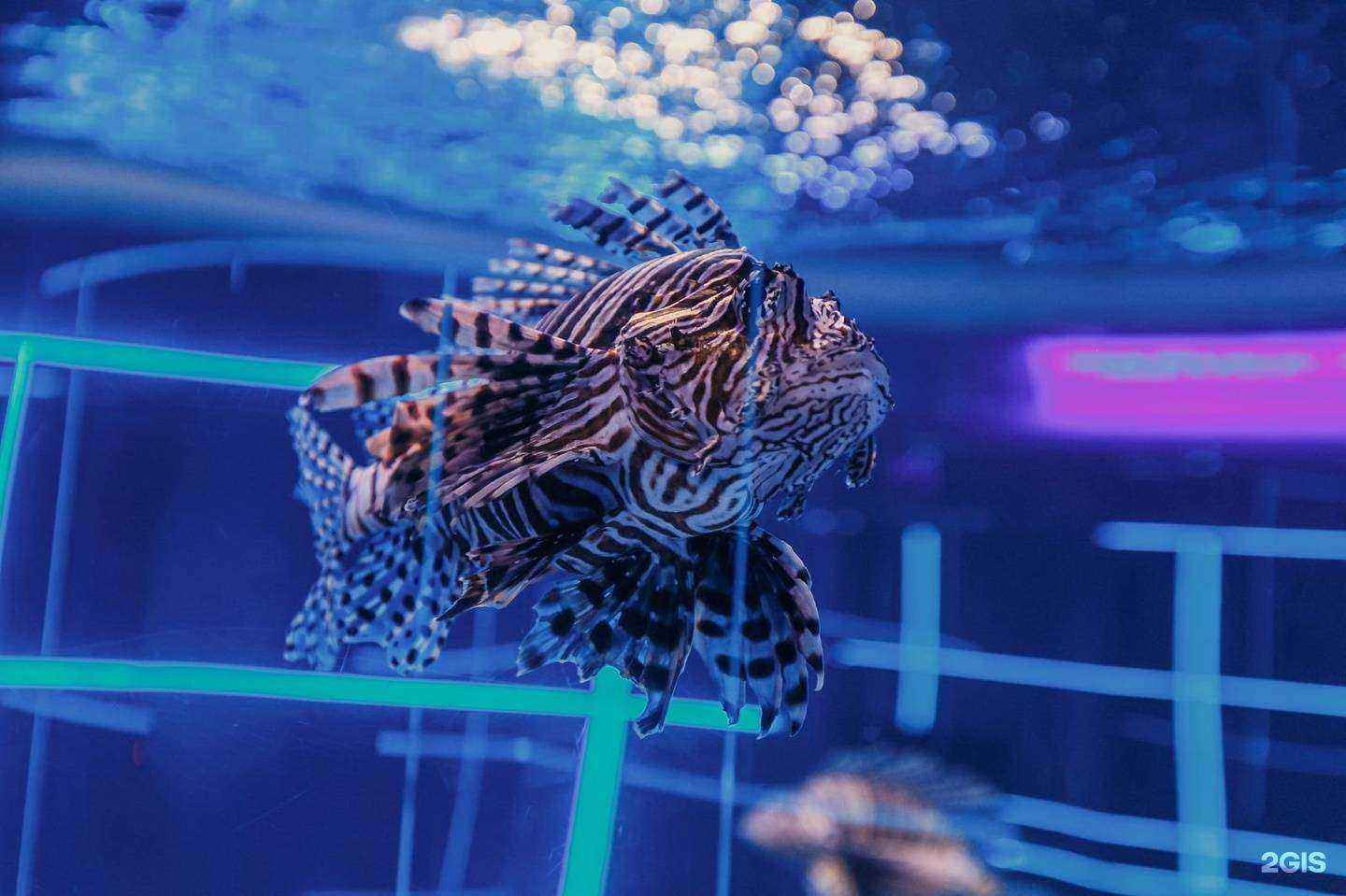 Отзывы на компанию Дельфиния в г. Новосибирск c фото