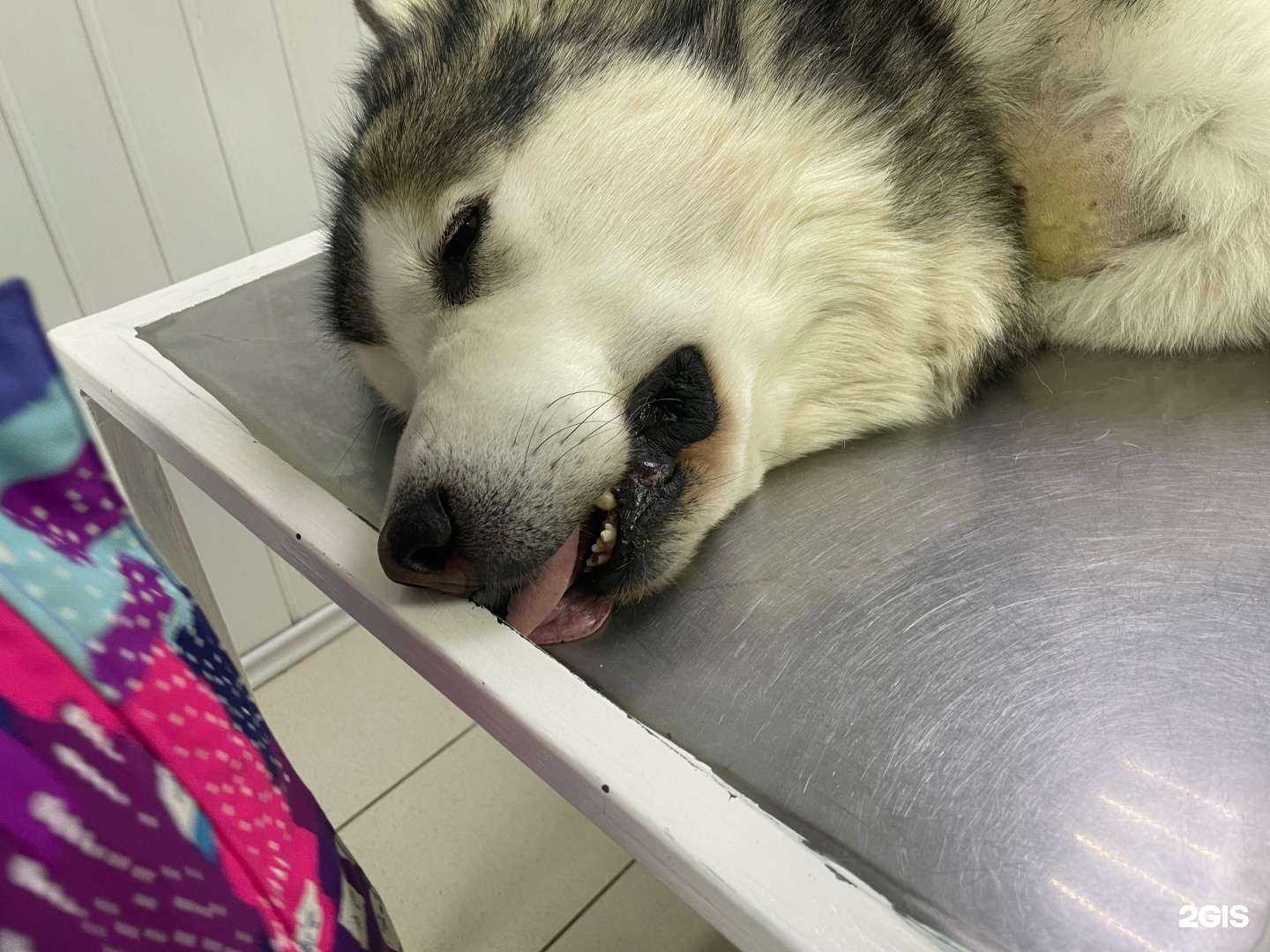 Отзывы на компанию Ветеринарный пункт в г. Саратов c фото