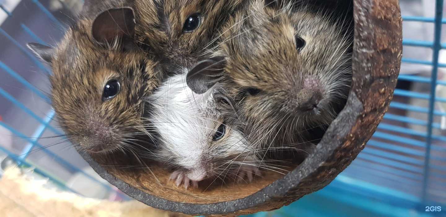 Отзывы на компанию ХвостУшки в Красноярске c фото