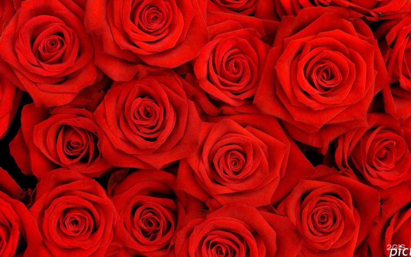 Отзывы на компанию Mega flora в г. Тюмень c фото