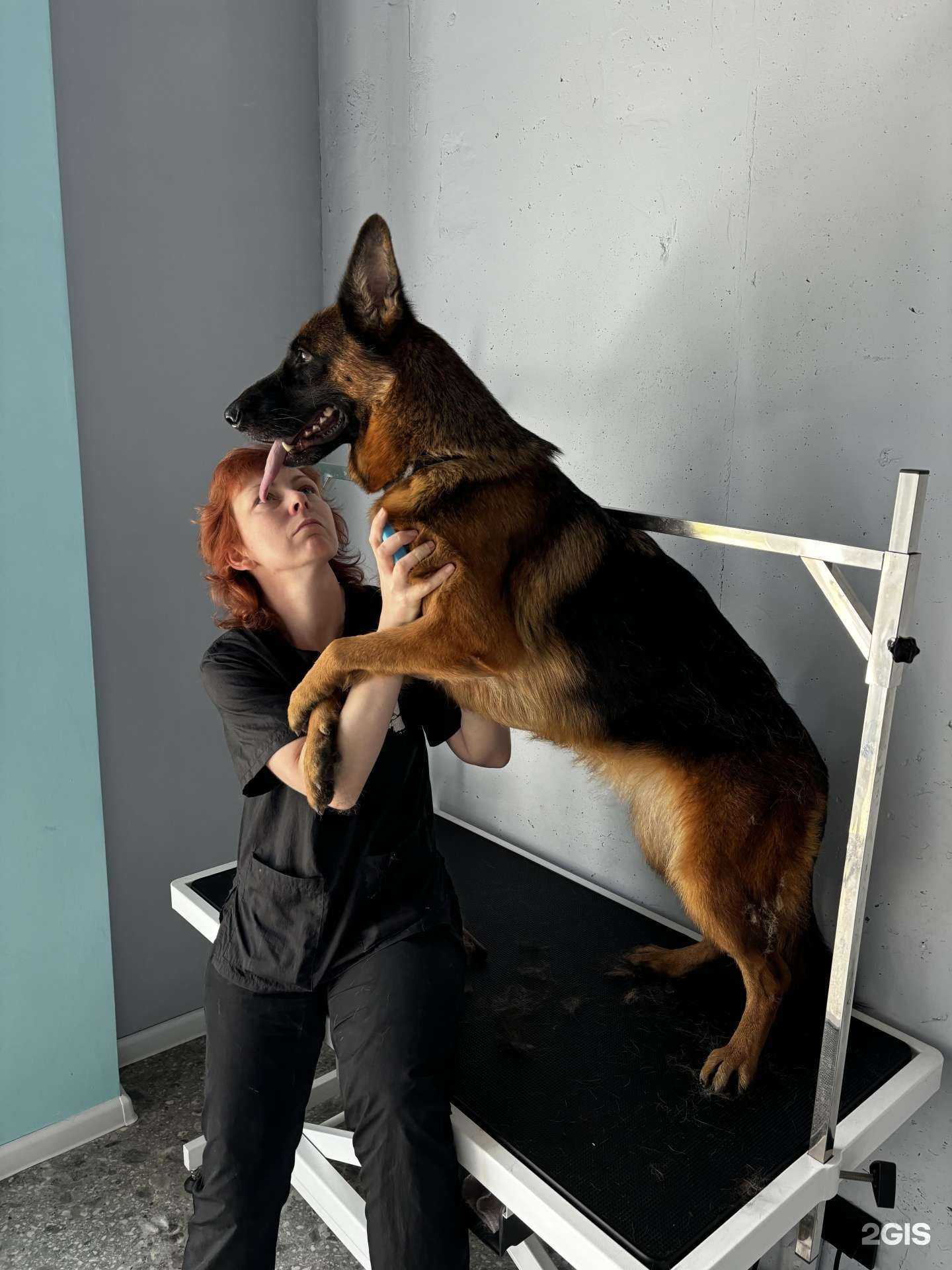 Отзывы на компанию Dogma в Люберцах c фото