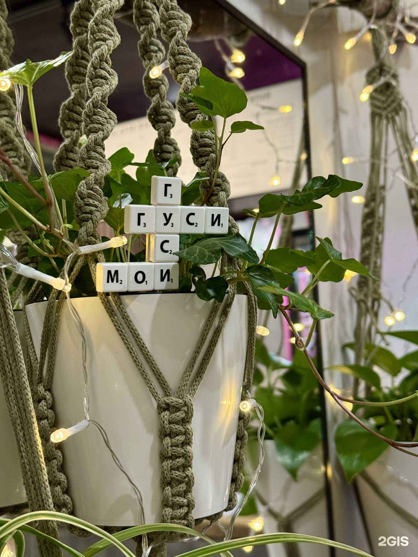 Отзывы на компанию Гуси мои гуси в Сочи c фото