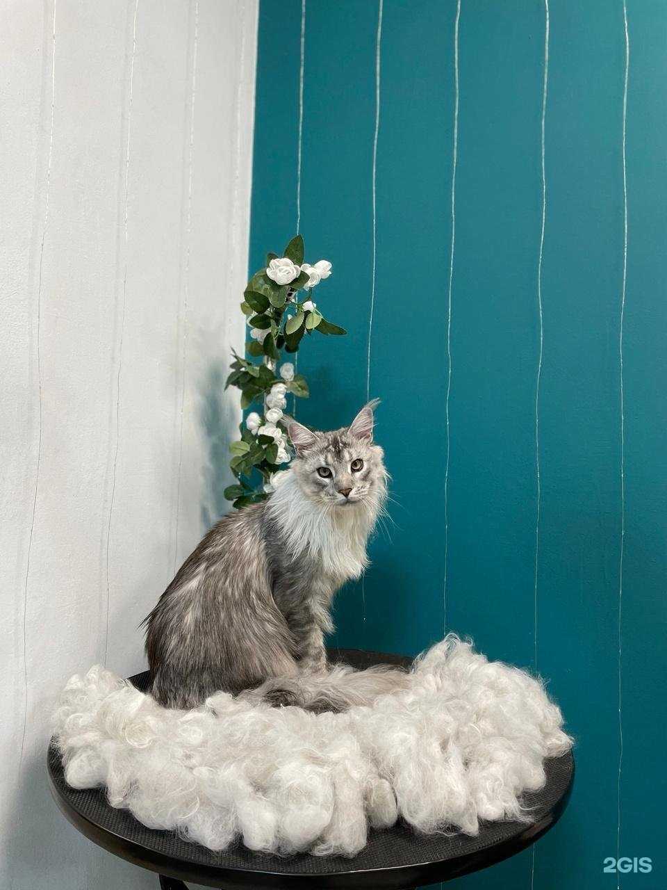 Отзывы на компанию Мягкие лапки в Тюмени c фото