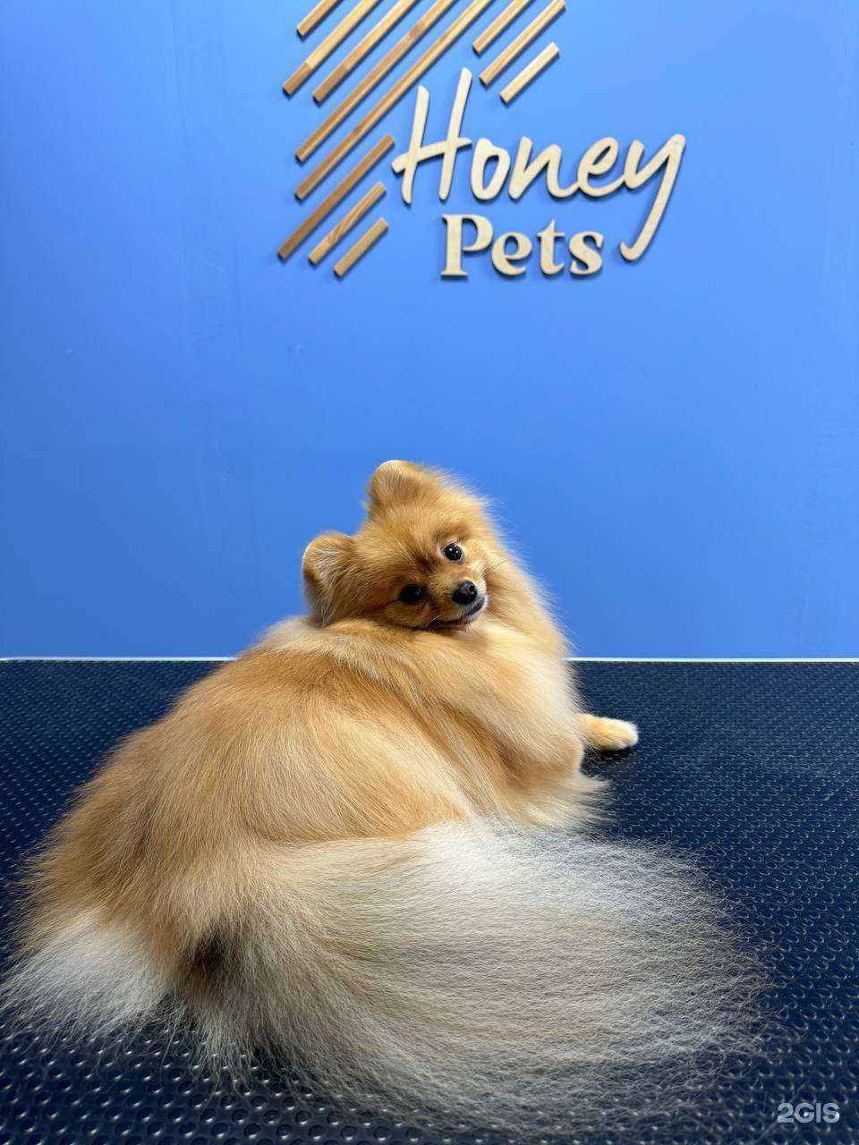 Отзывы на компанию Honey pets в Тюмени c фото