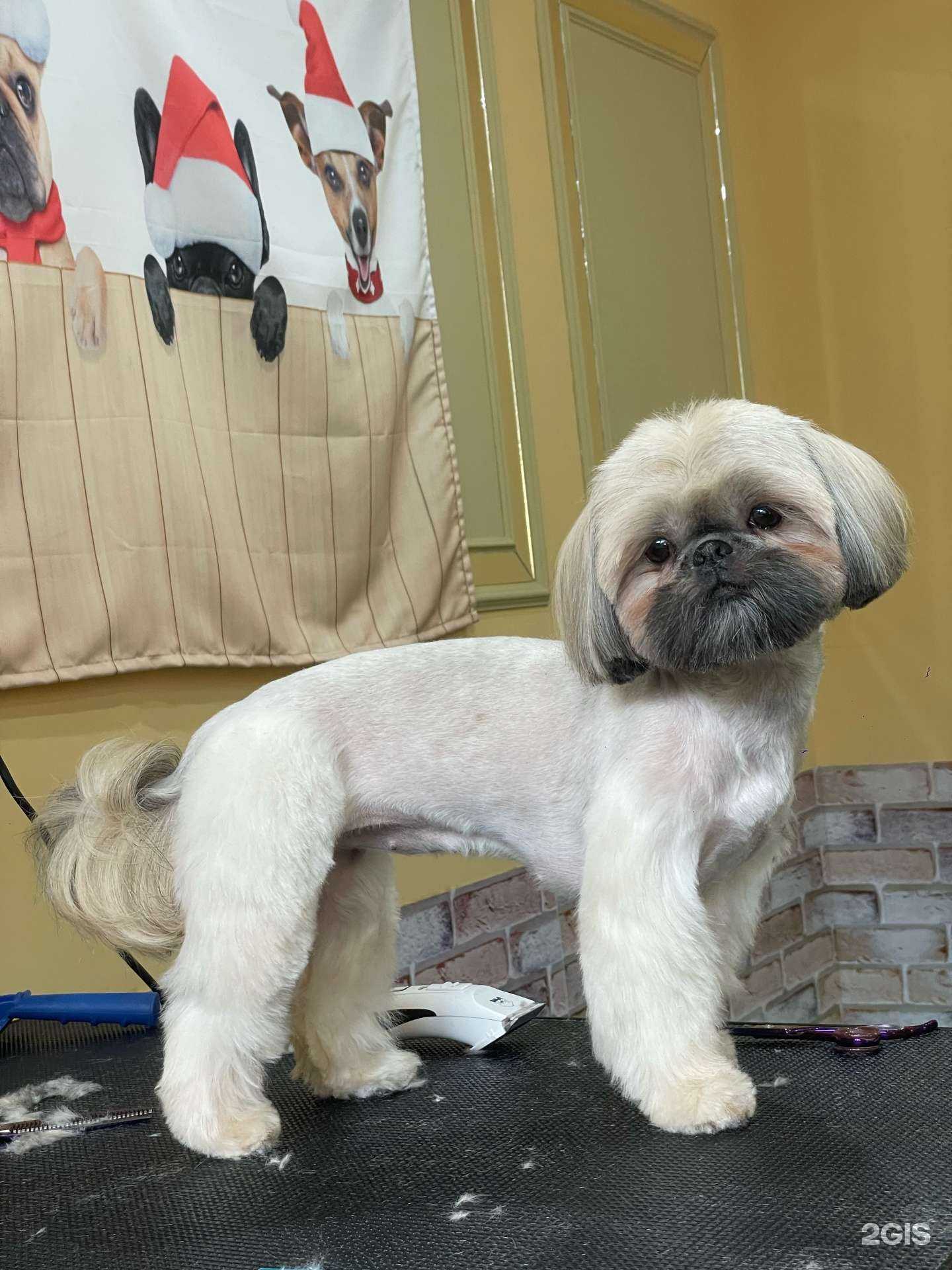 Отзывы на компанию Добрый грумер в г. Сочи c фото